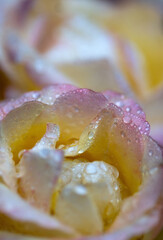 Gelbe Rose mit Regentropfen