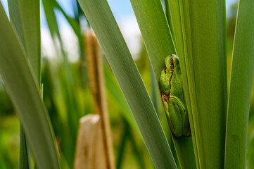 The European tree frog (Hyla arborea) sitting among the leaves of a green cattail. Beautiful little green frog, rare, in its natural habitat.