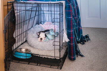 A very young Boston Terrier puppy sleeping in her crate with the door open. There are blankets over the top. - 450402884