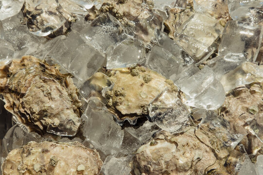 Oysters On A Bed Of Ice Before Being Shucked