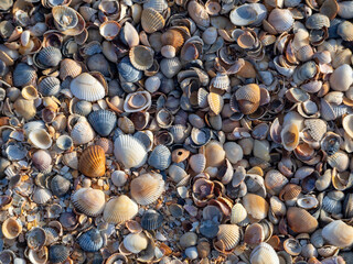 Seashells on the beach close up. Several shells are lined with a flower. Natural background with seashells.