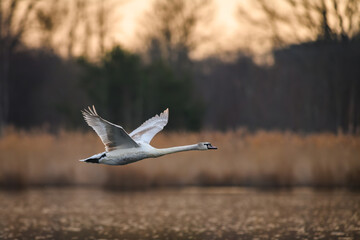 The mute swan (Cygnus olor) takes off from the pond and flies above the water. In the background is a forest and the rising sun. Taken early in the morning before sunrise.