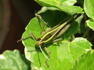 Green grasshopper sitting on green leaf in India