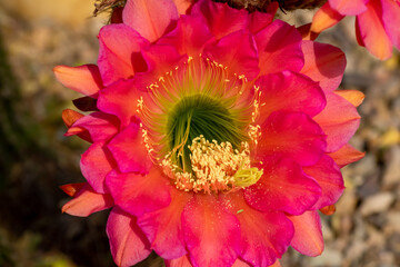 Red Cactus Flower 2
