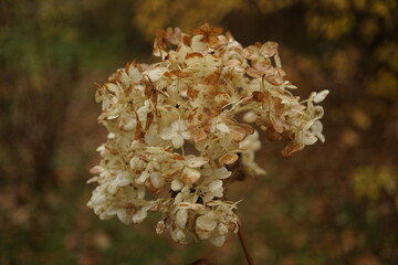 Dry flowers in autumn garden