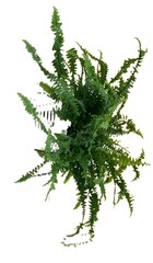 fern isolated on white background