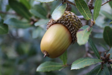 acorn on oak leaf