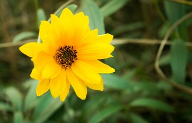 yellow flower in the garden