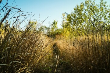 reeds in the wind