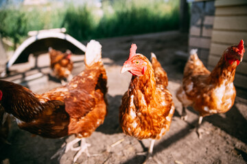Yellow chickens on a walk