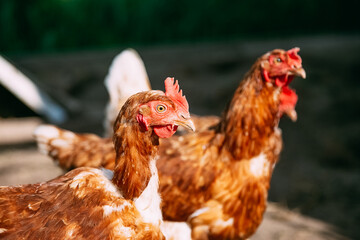Yellow chickens on a walk