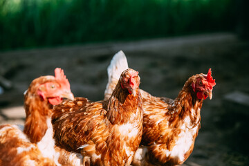 Yellow chickens on a walk