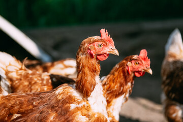 Yellow chickens on a walk