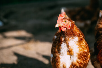 Yellow chickens on a walk