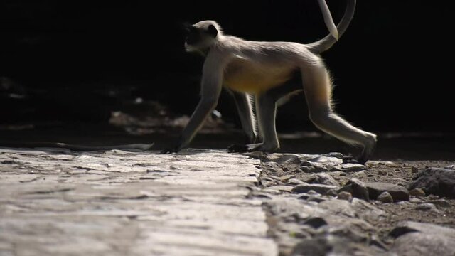 Close up shot of Gray Langoor , Indian monkey walking towards road from forest in search of food  at Junagadh, Gujarat, India