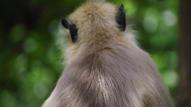 Close up portrait of Gray Langoor , Indian monkey in jungle. At Girnar hills, Gujarat, India