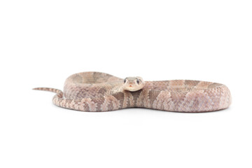 Lavender False water cobra isolated on white background