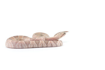 Lavender False water cobra isolated on white background