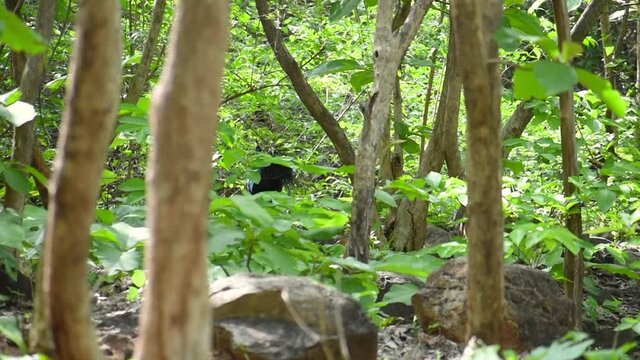 View of peacock in green rainforest of Junagadh, Gujarat, India