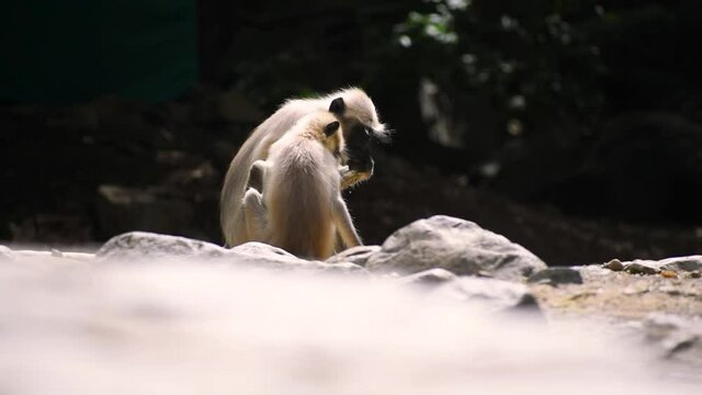 Portrait of two Gray Langoor , Indian monkey eating food from floor at jungle of Junagadh.