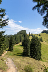 Fototapeta na wymiar Ein Wanderweg in der Nagelflukette der Alpen