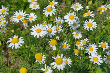 Obraz premium Close up of Matricaria chamomilla flowers, commonly known as chamomile, wild chamomile or scented mayweed a family of Asteraceae. Matricaria chamomilla on wildflower meadow.