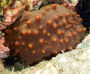 Costa Rica Pacific sea life