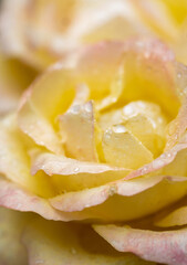 Gelbe Rose mit Regentropfen