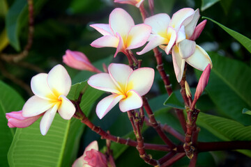 Plumeria Flower  