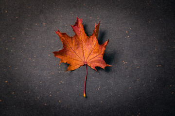 Yellow leaves on the asphalt