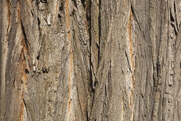 Acacia bark
