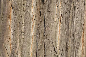 Acacia bark