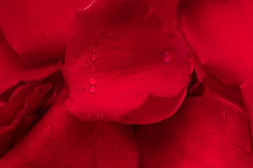 The petals of a rich red rose with shiny drops of water. Defocus.