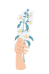 Fototapeta na wymiar Female Hand Holding Branch of Blooming Jasmine
