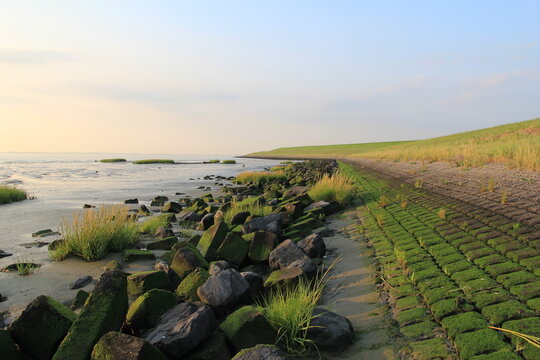 a dutch coast landscape of the westerschelde sea in zeeland with stones and green algae at the seawall next to the tidal mudflat of the salt marsh