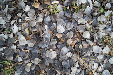 pebbles on the beach