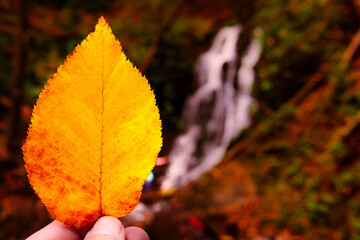 Beautiful Fall Scene With Colored Leaf Close Up Room For Copy