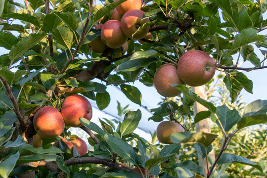 Ripe royal Gala apples on a apple tree at Serbia apple orchard before picking season.
