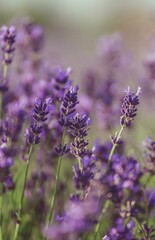 macro photography of lavender