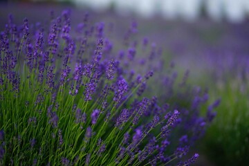 
deep lavender blue