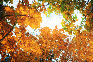 Autumn landscapes, branches with yellow leaves