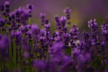 Fototapeta premium deep burgundy lavender at sunset