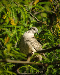white tailed hawk