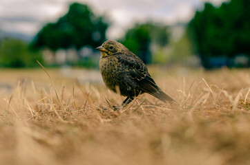 Tiny bird in the park