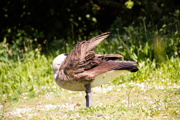 Canada goose, grooming itself in Vancouver BC Canada.