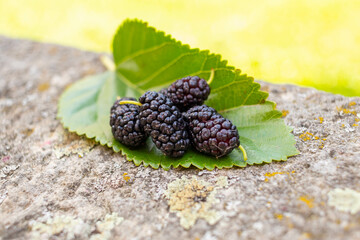 Black mulberry on a green leaf. Fresh black mulberry.