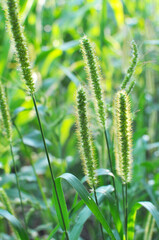 Fototapeta na wymiar Setaria grows in the field.