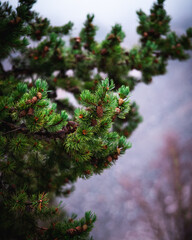 Close up of pine needles