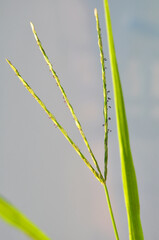 In the field, like a weed, grows Digitaria sanguinalis