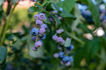 owoce borówki amerykańskiej na krzaku (Vaccinium corymbosum) © Henryk Niestrój